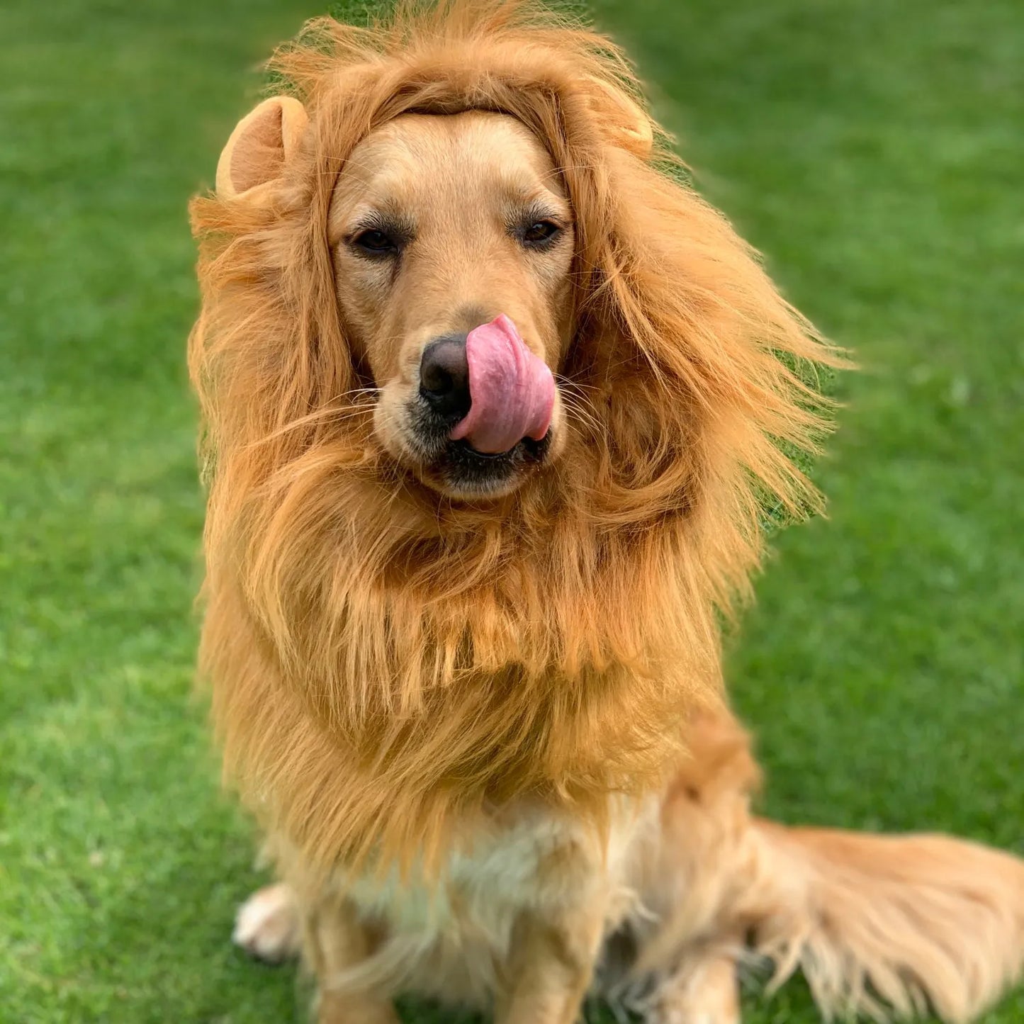 Golden Retriever Costume Hat