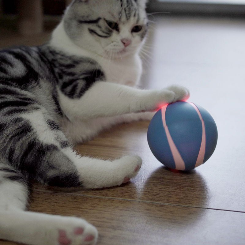 Busy Ball Dog Toy Smart & Interactive