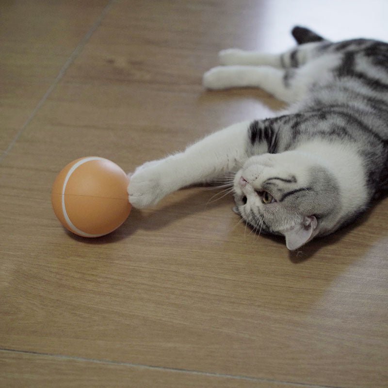 Busy Ball Dog Toy Smart & Interactive